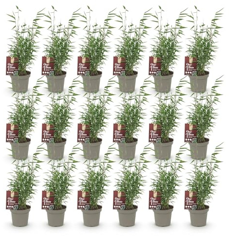 Green boutiQ - Bamboo - Fargesia Red Dragon - Persistant - Non Envahissant - Vert - 18 Plantes - Pot 14cm - Hauteur 35cm