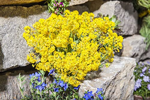 Alyssum montanum 'Berggold' 9x9 cm Topf – Winterhart, Mehrjährig, Pflegeleicht – Berg-Steinkraut – Bodendecker für Steingarten & Beetkante