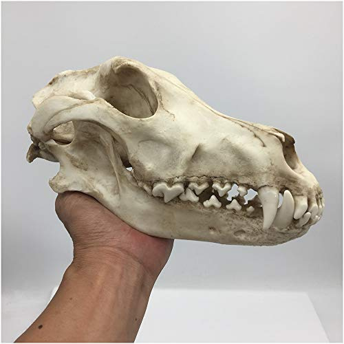 NEFSO Wolfsschädel-Modell – 1:1 lebensgroße Wolfsschädel-Replik – hochsimulierendes Tierschädel-Modell lebensechtes Wolfsschädel-Kopfmodell – für tierärztliche Studienlehre, Kunstsammlung (A)