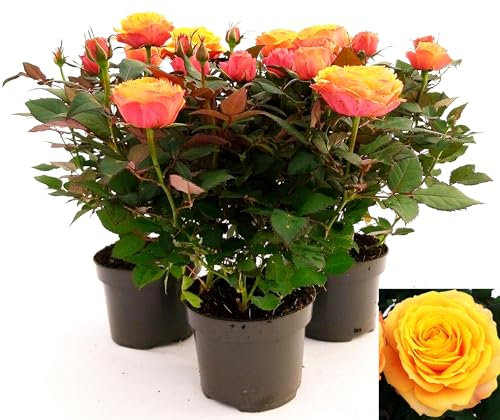 POWERS TO FLOWERS - ROSA DA GIARDINO RAMPICANTE e RIFIORENTE, ROSA ARANCIONE, 3 PIANTE, Piante Vere
