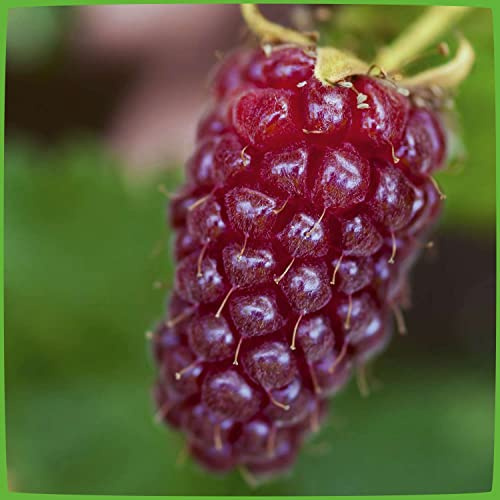 GARTEN SCHLÜTER® Him-Brombeere 'Tayberry Medana'