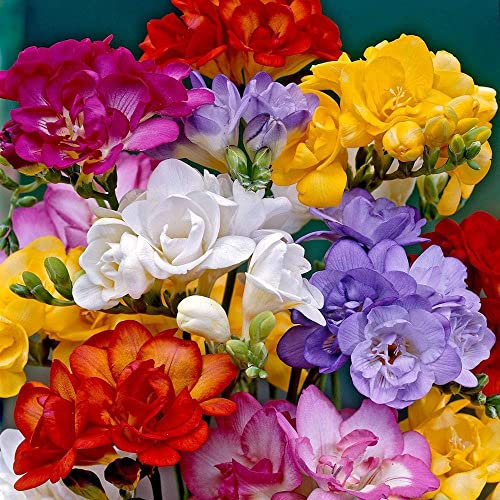 10 x Freesia Double Mixed – Colourful Layered Fragrant Blooms – Perennial – Summer Flowering Bulbs – for Your Beautiful Garden
