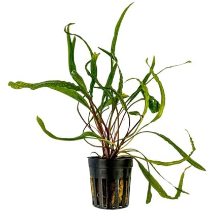 AquaOne Aquarium Pflanze Cryptocoryne balansae Rosette voll durchwurzelt | einfach pflegeleicht, Aquascaping, Dekoration