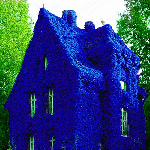 Nouvelles graines de lierre grimpant, bleu foncé paquet de 100 graines