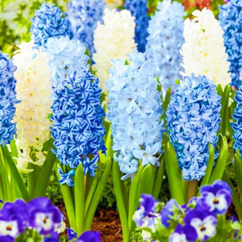 Hyacinth Plant Hyacinth Bulbs/Ornamental Flowers/Wedding Flowers-2bulbs-a
