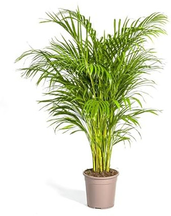 Dypsis Areca Lutescens - Goldfruchtpalme - Zimmerpflanze - Ø24cm - 120-140cm