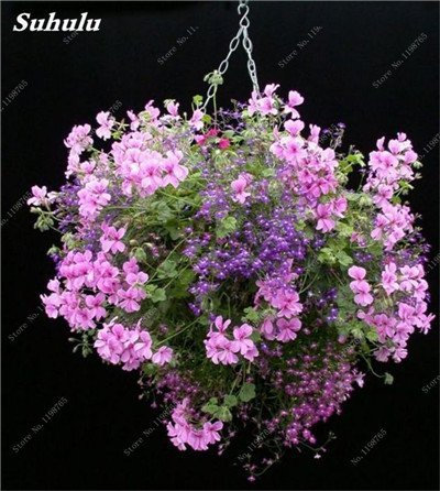 Seeds 50 pc Geranium agramsers Seeds of Geranium Seeds Perennial Flower Pelargonium peltatum in vase Flowers Climbing Bonsai Seeds 12
