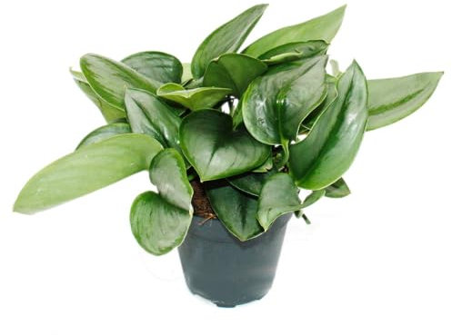 Exotenherz Mondschein-Efeutute - Scindapsus pictus 'Moonlight' - 12cm Topf