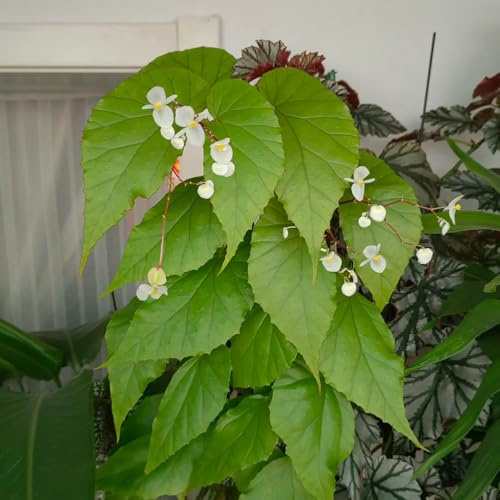begonia balcone insoliti begonie Arredamento del soggiorno con rialzata per l' di semi di rampicanti, giardino roccioso ombra semi 30semi