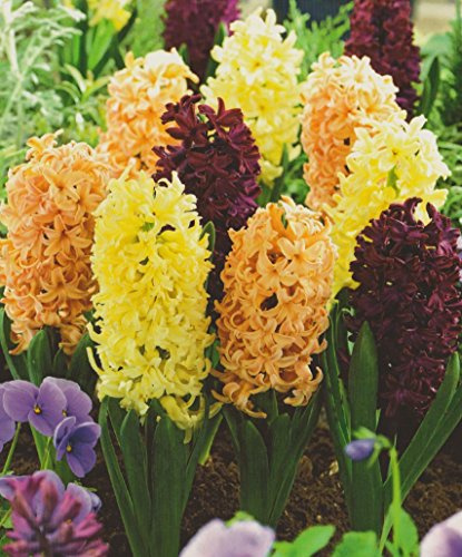 12 Hyazinthen gemischt rot,gelb und orange duftend Blumenzwiebeln