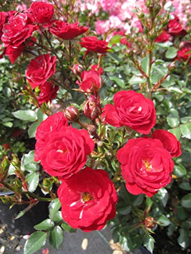 Rosa Mandy ® - Zwergrose Mandy ® - Kordes Rose - Lilliputs ®
