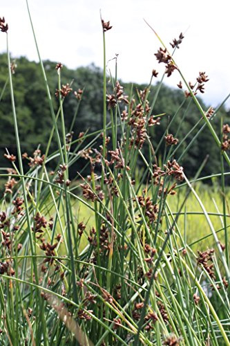 WASSERPFLANZEN WOLFF - fertig im Pflanzkorb - Scirpus lacustris (Schoenoplectus lacustris) - Teichsimse - Seesimse