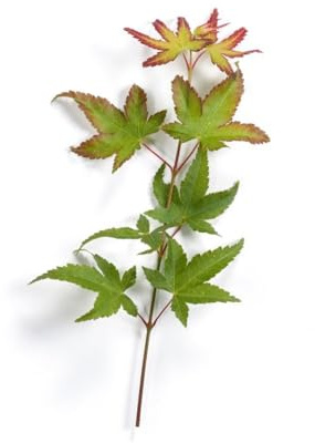 Acer palmatum 'Herhaim' 80–100 cm – Winterhart, Mehrjährig, Pflegeleicht – Japanischer Ahorn – Ziergehölz für Kübel & Garten
