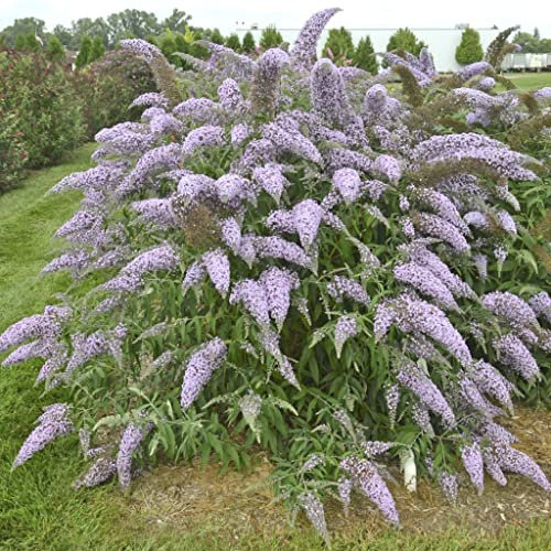 Carbeth Plants Buddleia Grand Cascade Plant 2 x 9cm Pot - Hardy Purple Mauve Butterfly Bush Easy to Grow Shrub - Summer Flowering Pollinator Friendly Garden Ready Plant for Beds, Borders & Pots