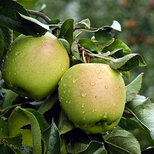 melo golden delicious giallo 160 cm 2,5 anni albero da frutta innestato di qualità Vivaio Annese