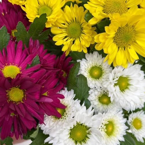 Chrysanthemen 'Swifty' Trio 'Stream Mix Fusion', 6er-Set, weiss, gelb und dunkelrot, Topf 12 cm Ø