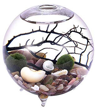 Kit d'aquarium, Vase en Verre avec Pieds, Boules de Mousse Vivante et Coquillage, Corail Noir, idéal comme ami (7,5 x 10,7 cm, Style C)