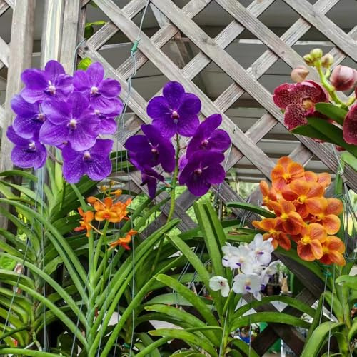 semi pendenti dell'orchidea Vanda, esotiche pasquali tappezzanti da balcone serre giardino 90pcs