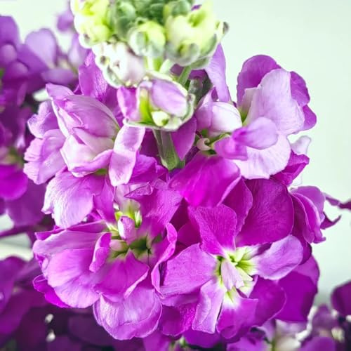 semi di violetta perenni, ombra scorta resistenti all'esterno da giardino, rare, decorazione del soggiorno perenne 60pcs