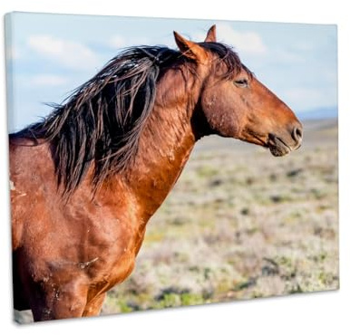 3dRose USA, Colorado, Sand Wash Basin. Profile of wild stallion. Museum Grade Canvas Wrap 14x11
