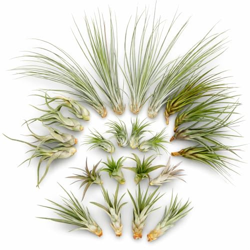 Tillandsien 24er Mix (6 Sorten x4) – 5–22 cm Luftpflanzen Set – Pflegeleicht ohne Erde – Tillandsia Bromelien – Deko Pflanzen für Zuhause, Terrarium & Geschenk – plastikfrei verpackt