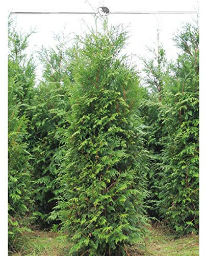 Lebensbaum Thuja plicata Atrovirens 160-180 cm. Angebot: 18 Thuja Heckenpflanzen
