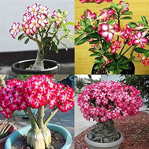 Desert rose true plant/Beautiful colors/Tenacious plant-2,2Bugramsis: Only seeds