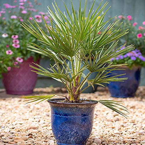 Chamaerops Humilis, Hardy Dwarf Fan Palm, Evergreen, Yellow Flowers, Supplied in 15cm Nursery Pot(s) (2)