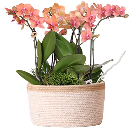Kolibri Orchids | orangefarbenes Pflanzenset im Baumwollkorb inkl. Wassertank | drei orangefarbene Orchideen Bozen 9cm und drei Grünpflanzen | Dschungelstrauß orange mit autarkem Wassertank