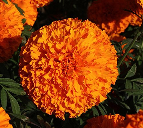 50 Semillas - Caléndula- Arancione:Semillas