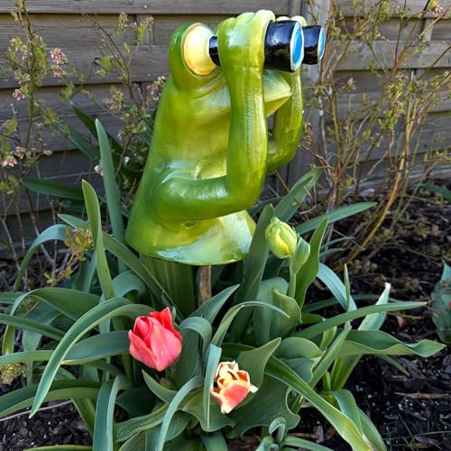 Online Fuchs Gartenfigur Frosch mit Fernglas, Spanner, Aufpasser für Ihren Garten, Balkon oder Terrasse - Wetterfest, für den Außenbereich geeignet