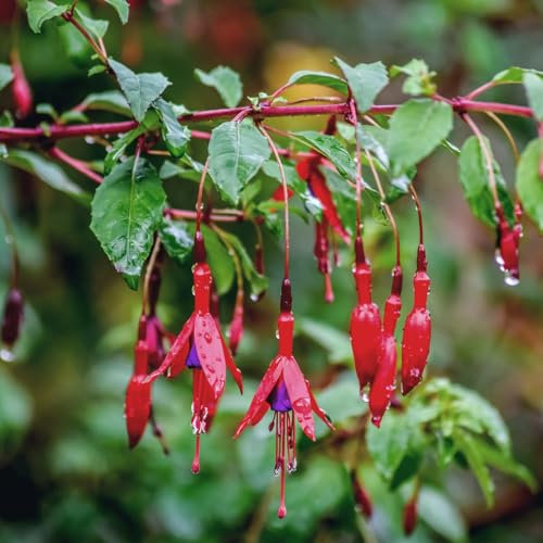Carbeth Plants - Fuchsia Hardy Riccartonii Plant 1 x 9cm Pot - Garden Flowering Hardy Perennials - Easy to Grow Outdoor Shrubs - Ideal for Hanging Baskets, Patio Pots, Beds and Borders