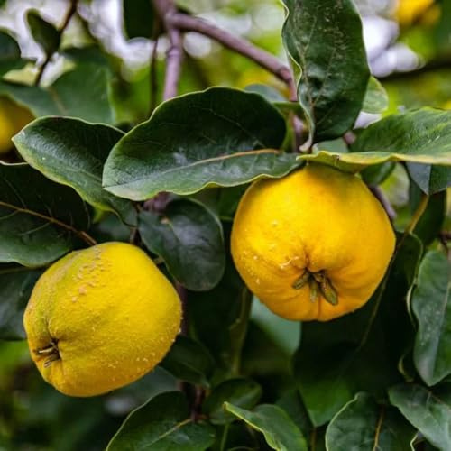 Semillas de membrillo, frutales columnares Cydonia oblonga - arbustos de crecimiento rápido de balcón resistentes frutal 300pcs