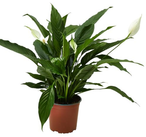 Verdecora Spathiphyllum en maceta Ø17cm | Lirio de la Paz | Planta de Interior Elegante y Purificadora | Ideal para Hogar u Oficina