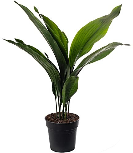 Cast Iron Plant Aspidistra Elatior Indoor House Plants Evergreen Tall Exotic (60-70cm Incl. Pot)