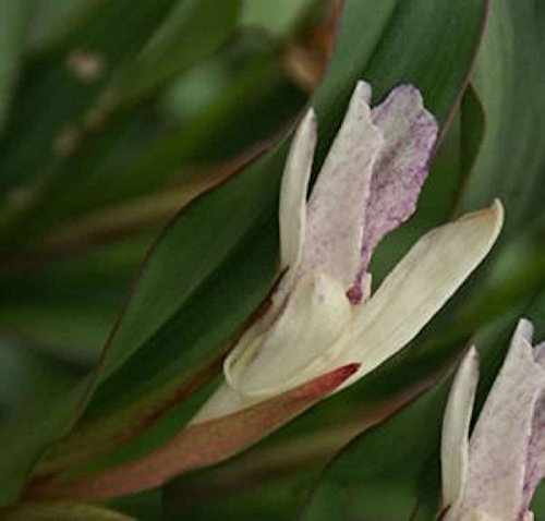 Ingwer Orchidee - Roscoea beesiana - lebende Gartenpflanze aus den Baumschulen
