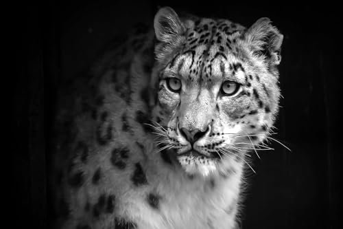 Cuadro de animales de la mirada del leopardo – Made in France – Cuadro de cristal acrílico 120 x 80