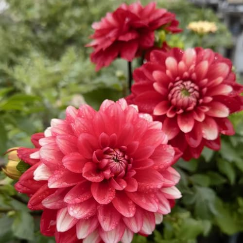 Dalias ubérculos resistentes -Adaptables a suelos pobres y climas secos - Ideal para plantar -10Tubérculos-H