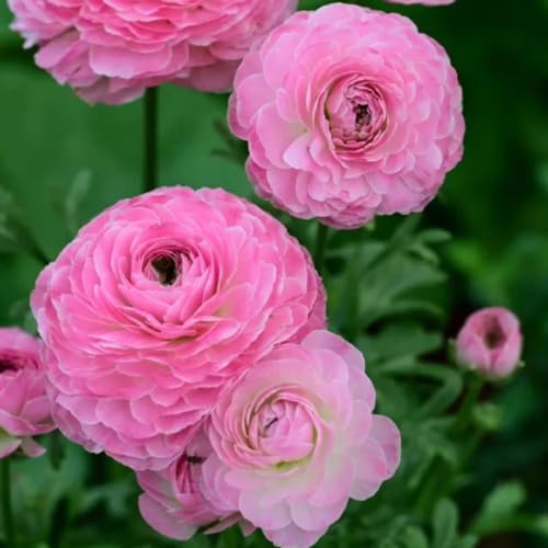 semillas de ranúnculo pradera de decorativas perenne ranúnculo jardín semillas pradera balcón cortadas Decoración orgánica balcones primavera, 500semillas