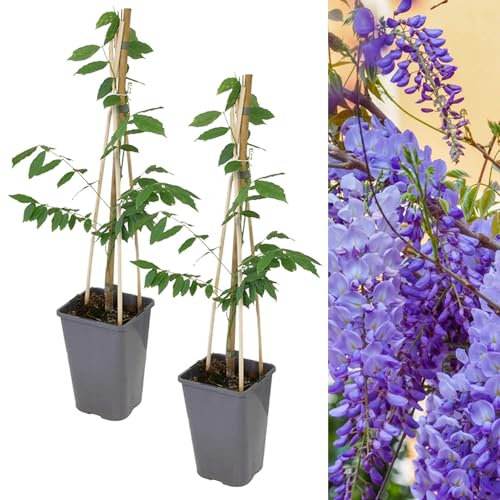 Carbeth Plants - 2 x Chinese Wisteria Sinensis Prolific in 2L Pots - Vigorous Climbing Hardy Shrubs - Aromatic Cascading Blue Violet Flowers - Ideal for Walls, Trellises or Arbours