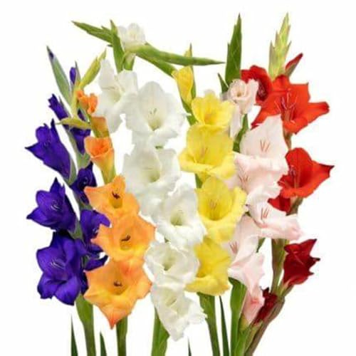 Blumenzwiebel Mix,Mysteriöse magische Glühbirne, Winterhart pflanzen, Mehrjährige Blumenzwiebel ist winterhart,Winterhart zwiebeln-3 Gladiolen zwiebeln