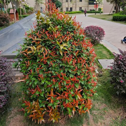 Semi di Photinia Red Robin per giardinieri resistenti per giardini rocciosi selvatiche, giardino ornamentali biologiche giardino di 700pcs