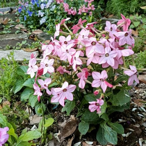 semi di tabacco biologici - serra balcone esotiche resistenti ornamentale selvatici copertura del terreno pascolo 1000pcs
