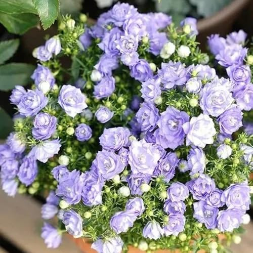 semi di campanula - campanula media - selvatici da balcone di campanula, giardino, decorativi resistenti da balcone da balcone 700pcs