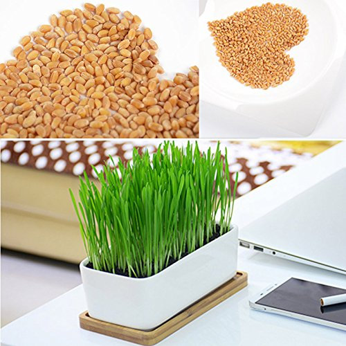 Auntwhale 800X Pussy Seeds Cat Puppies Dog Hairy Hairy Hair Ball Of Wheat Seeds 800 Pcs