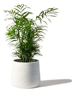 Perfect Plants - Parlour Palm Indoor Plant - Chamaedorea elegans in a 12cm Pot 35-45cm Tall