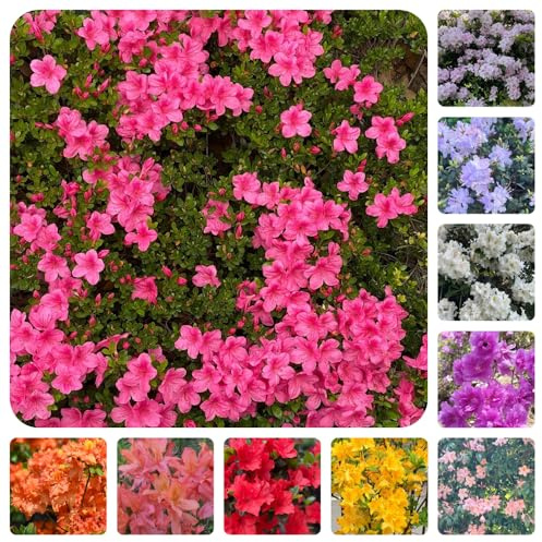semillas de rododendro, Decoraciones de jardín exteriores ornamentales con en invernaderos balcón balcón trepadoras 55pcs