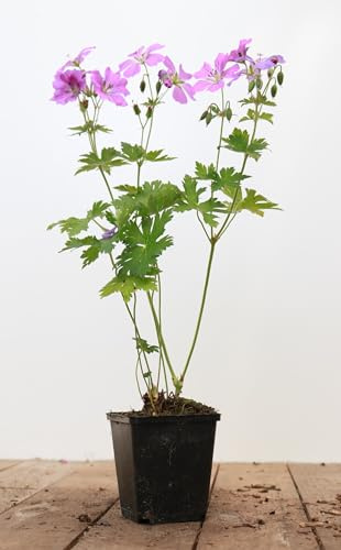 Geranium gracile 'Sirak' 9x9 cm Topf – Winterhart, Mehrjährig, Pflegeleicht – Storchschnabel – Staude für Beet & Rabatte