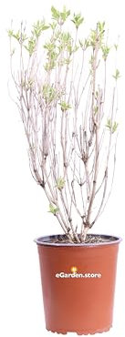 Pianta di Weigela pianta da esterno da fiore da siepe da giardino pianta ornamentale di Weigela vera venduta da eGarden.store (Weigela Florida Nana Variegata)