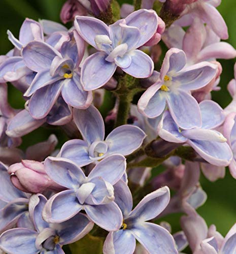 Edelflieder Président Grévy 30-40cm - Syringa vulgaris - lebende Gartenpflanze aus den Baumschulen